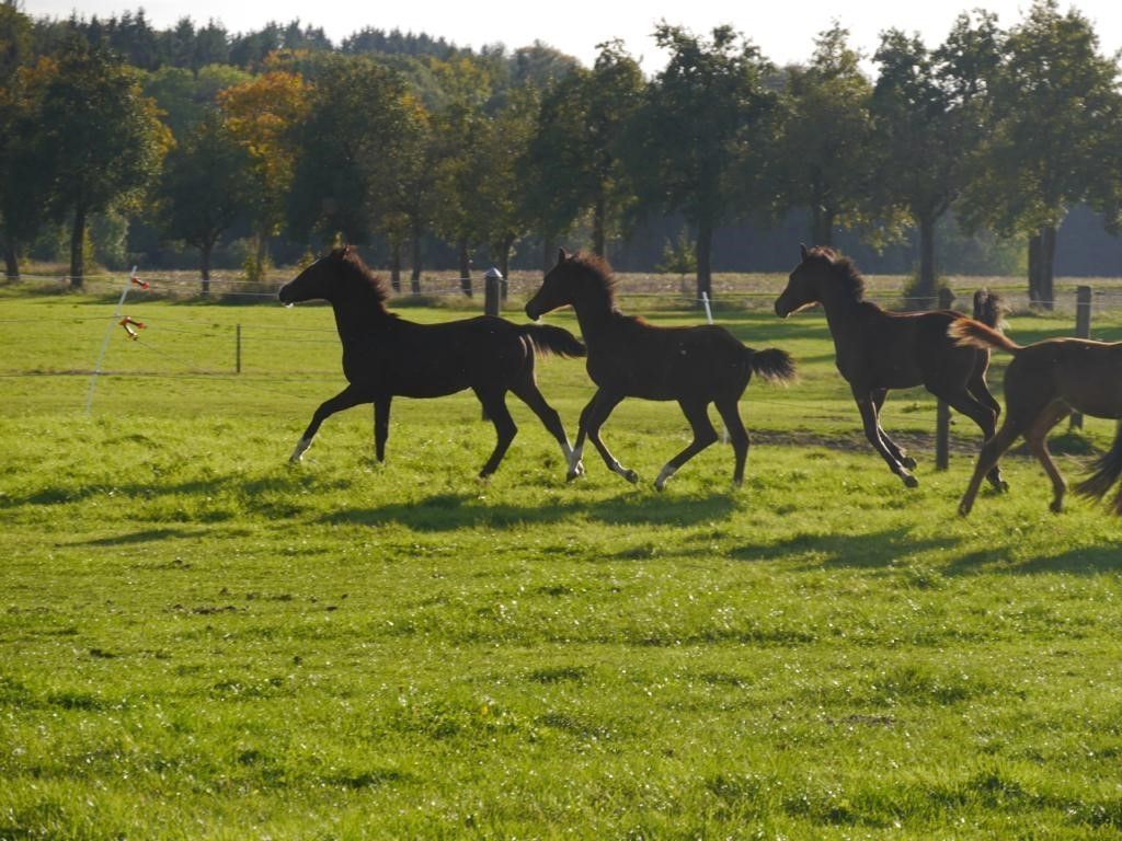 Camping auf dem Reiterhof