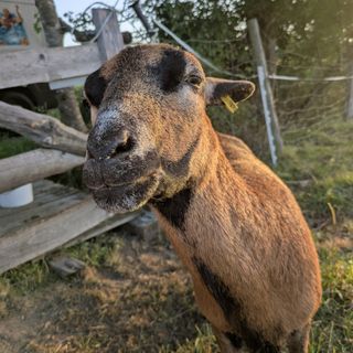 Profile picture