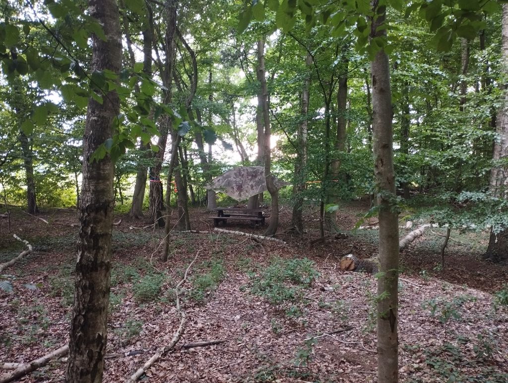 Admirer la canopée sous une tente en forme d'arbre