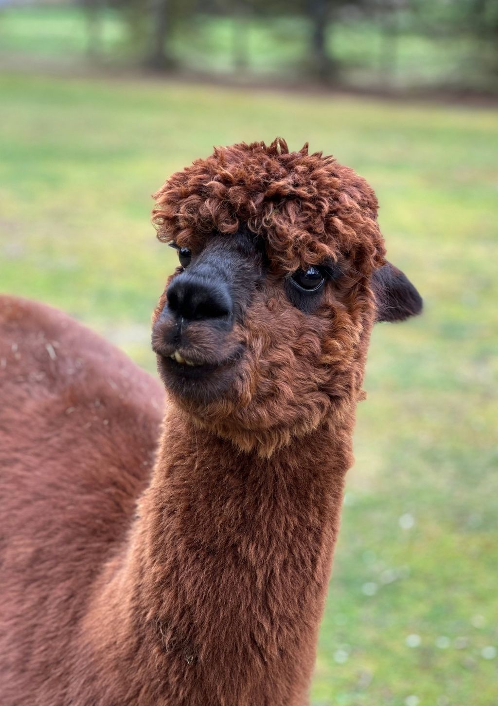 Acampada de alpacas en la granja