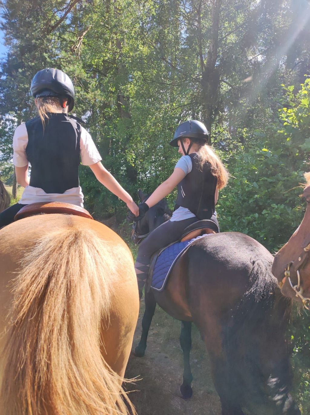 Camping on the horse meadow