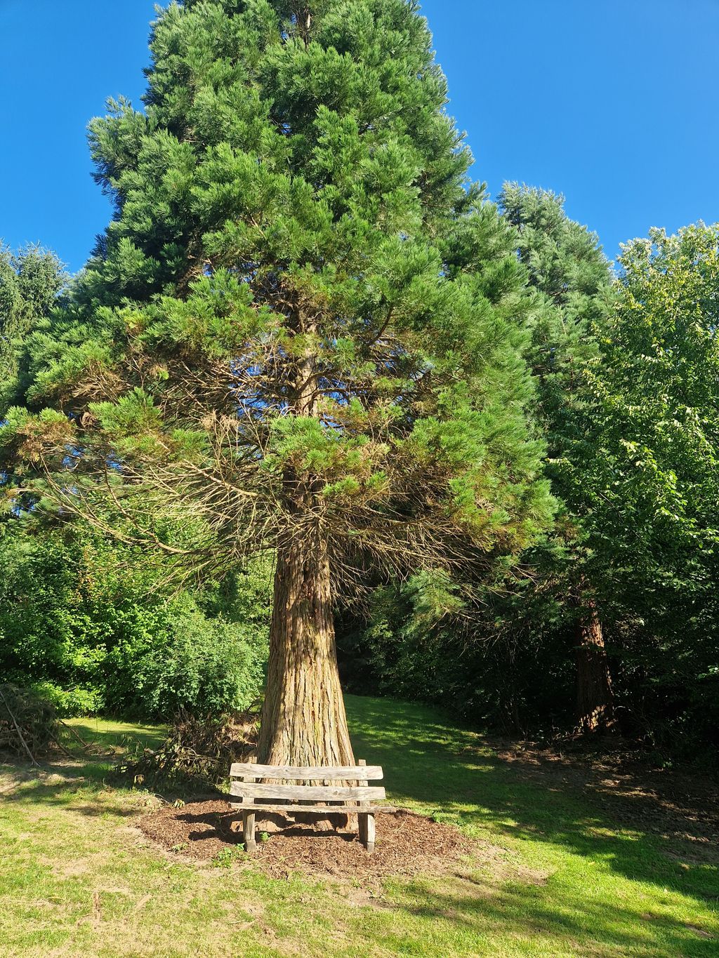 Parcela de acampada en plena naturaleza al borde del bosque de Hufen