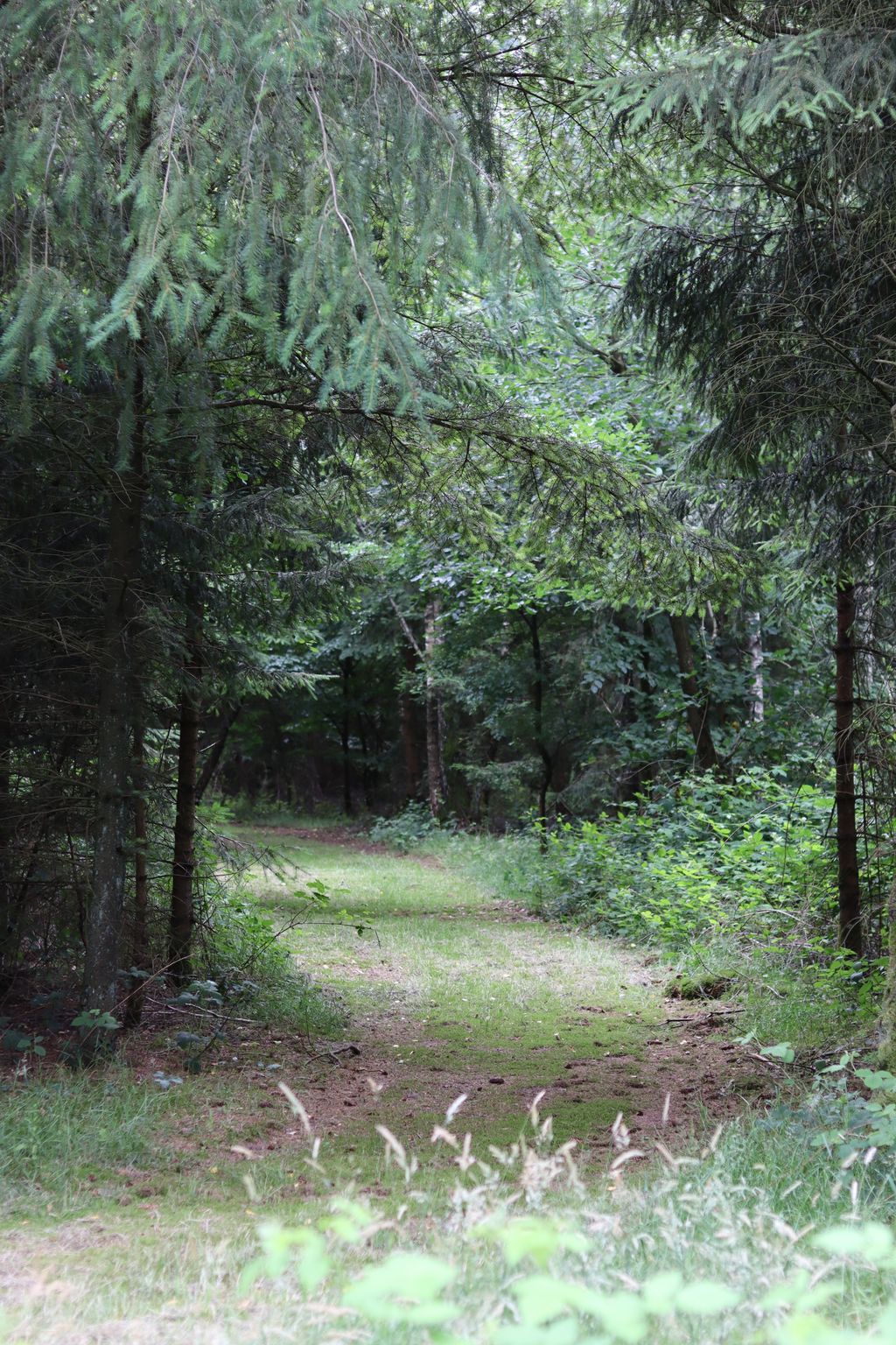 Natural pitch on pasture or in the forest