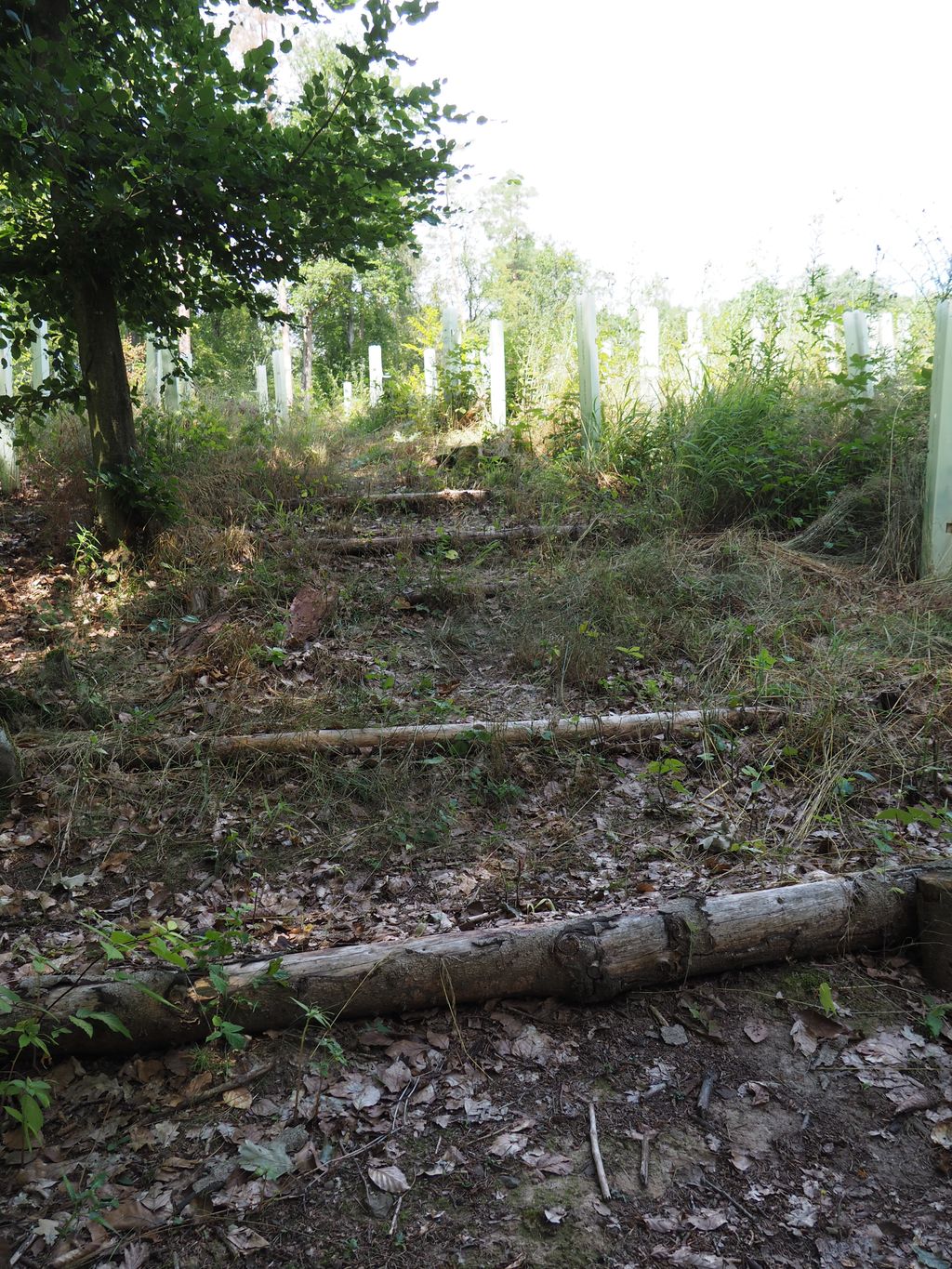 Finde Dein Waldabenteuer