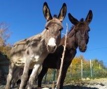 Tiny House dans une ferme de montagne bio avec des ânes