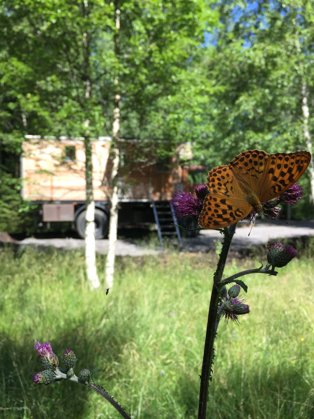 Schweden hautnah im einzigartigen House-Truck