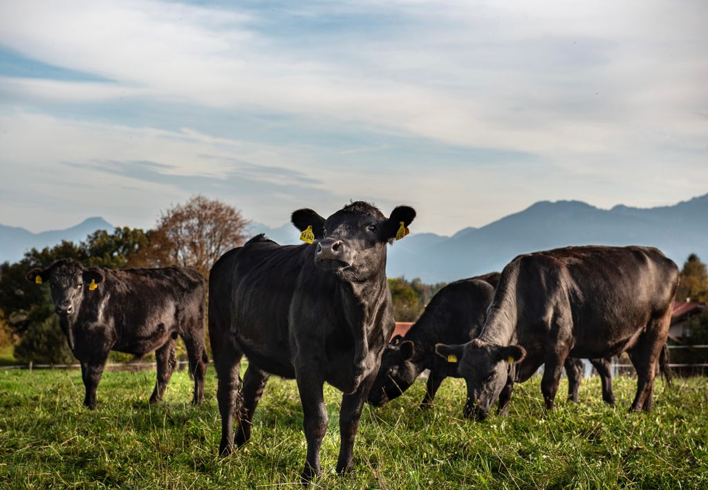 Mit Bergblick an der Alpakaweide in Oberbayern