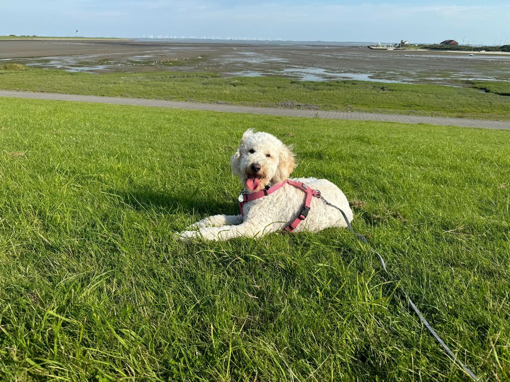 Ländlicher Stellplatz in Cuxhaven – Ruhe & Natur