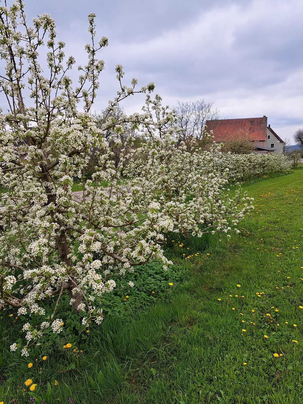 Un tempo meraviglioso nel villaggio delle ciliegie