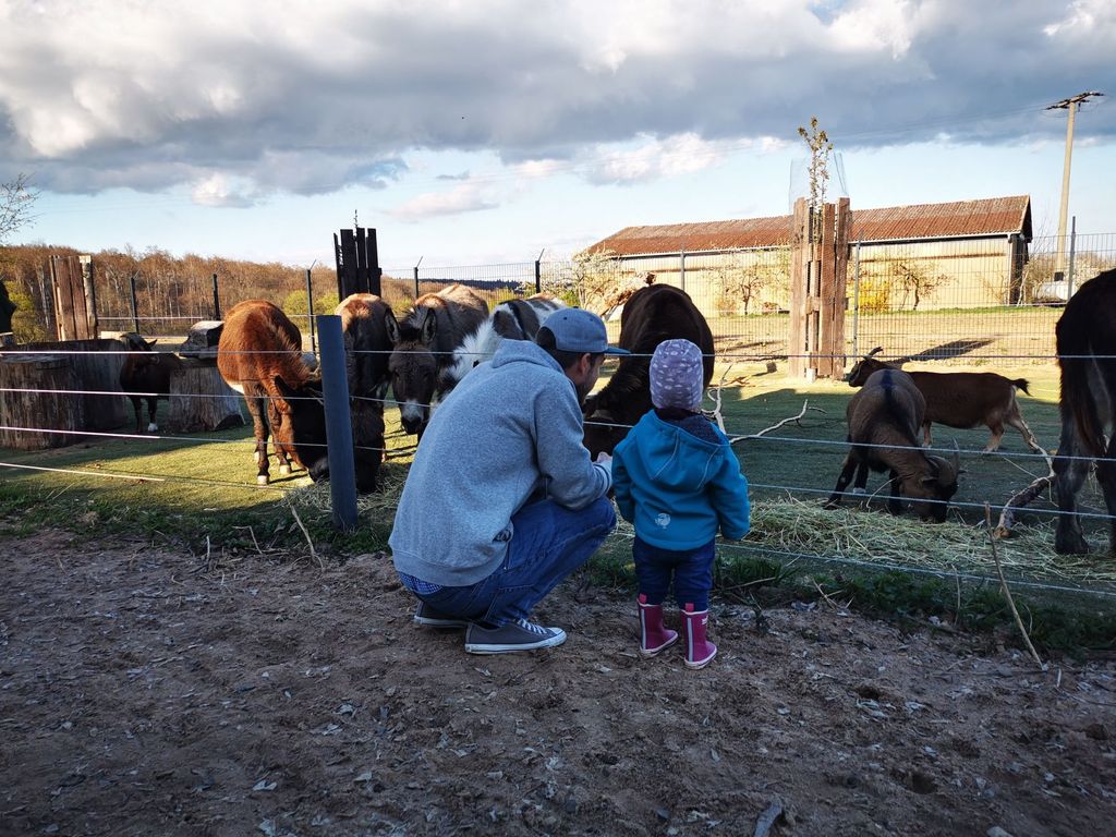 Camping at the donkey enclosure at Erlebnishof Odenwald