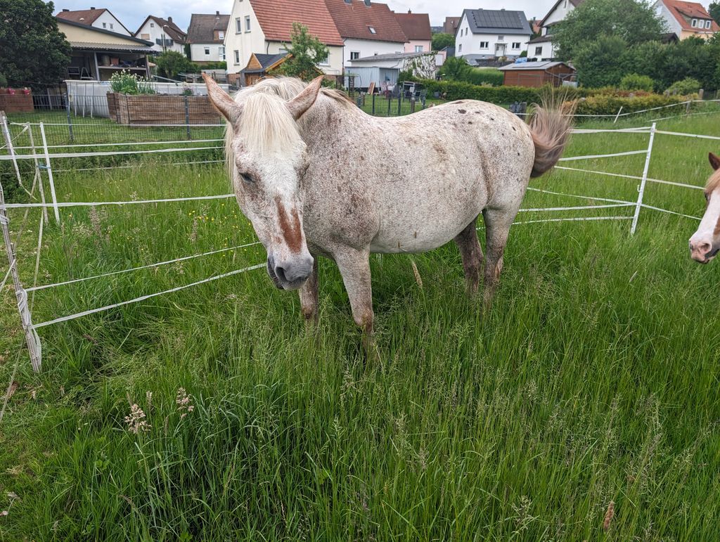Bauernhof-Idylle: Camping auch mit deinem Pferd
