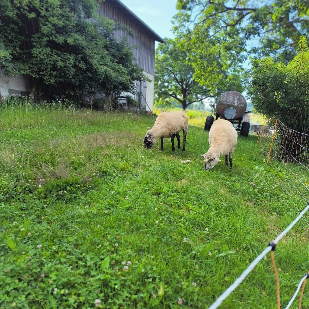Naturcamp auf der Donauleiten Höhe mit Weitblick