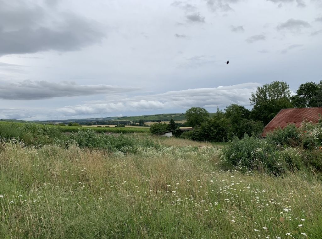 Meadow in the middle of the vineyards