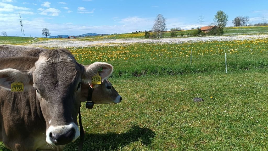 Weidecamping im Allgäu in der Nähe von Kempten
