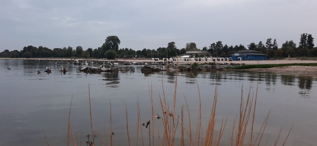 Large meadow on the Szczecin Lagoon