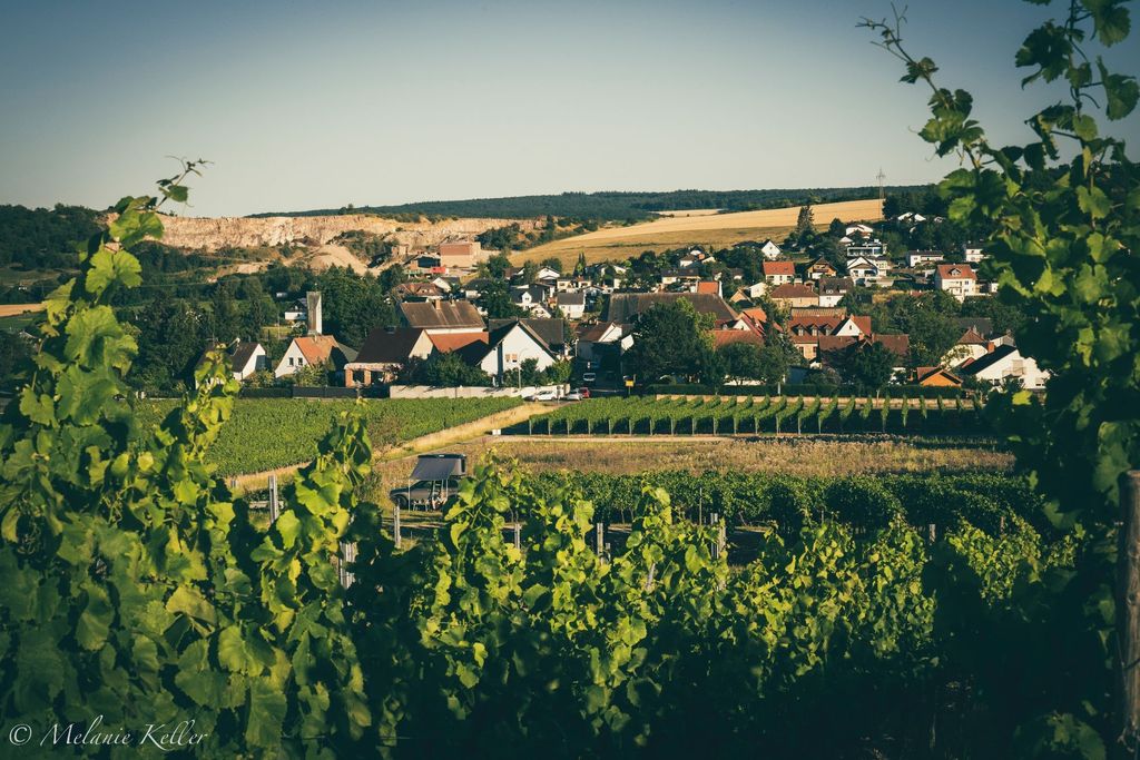 Domaine viticole dans les vignobles