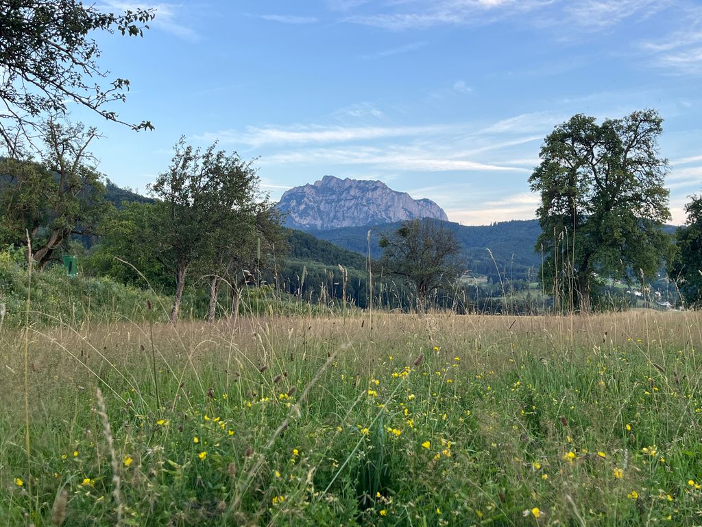 Ein Plätzchen im Baumgarten Eden 🌳