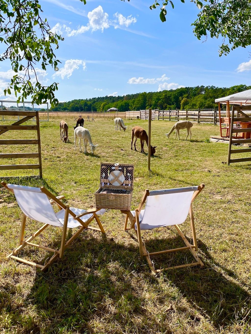 Pasar la noche cerca de la naturaleza en el salón de las alpacas