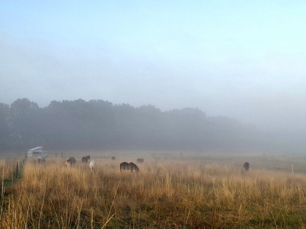 Pastos para caballos en la reserva natural de Lüneburg Heath