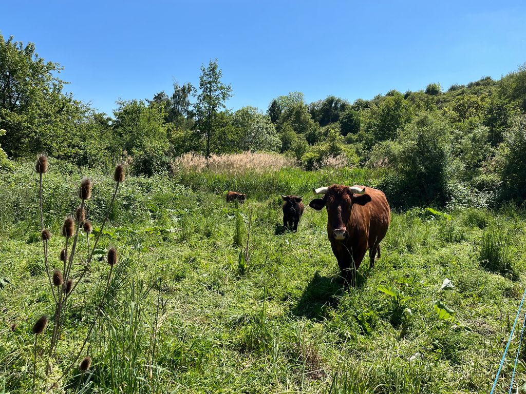Rinderweide im schönen Rheingau 