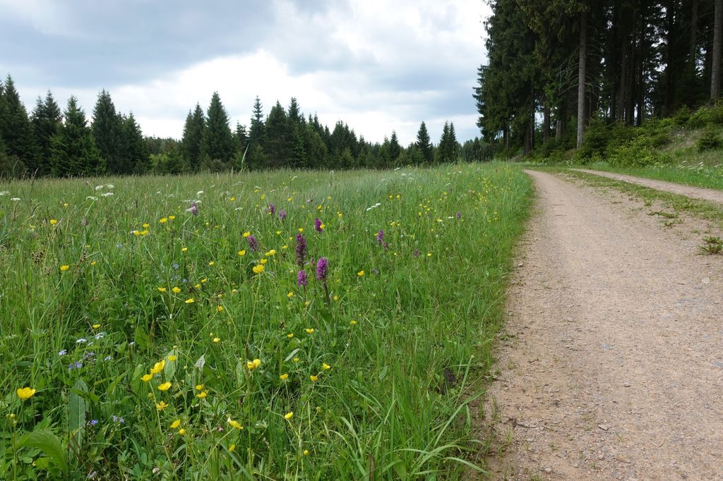 Ein Platz an Bergwiesen mit phantastischen Blick