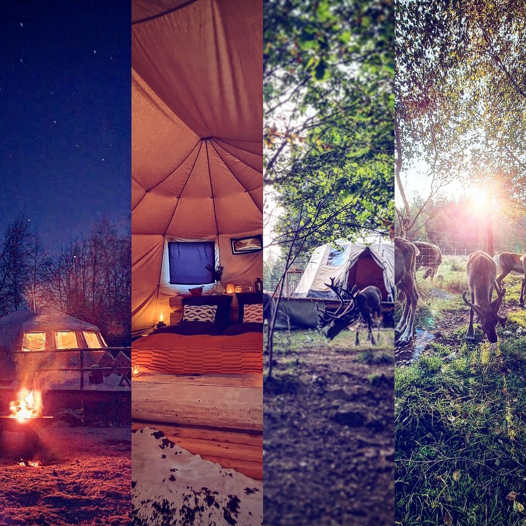 Glamping im Rentiergehege