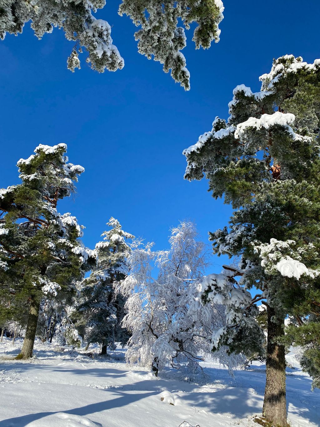 Enjoy the Black Forest farm - camping on a farm