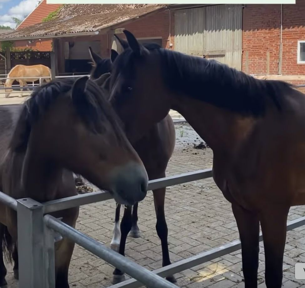 Camp au milieu des animaux & de la nature dans l'Emsland