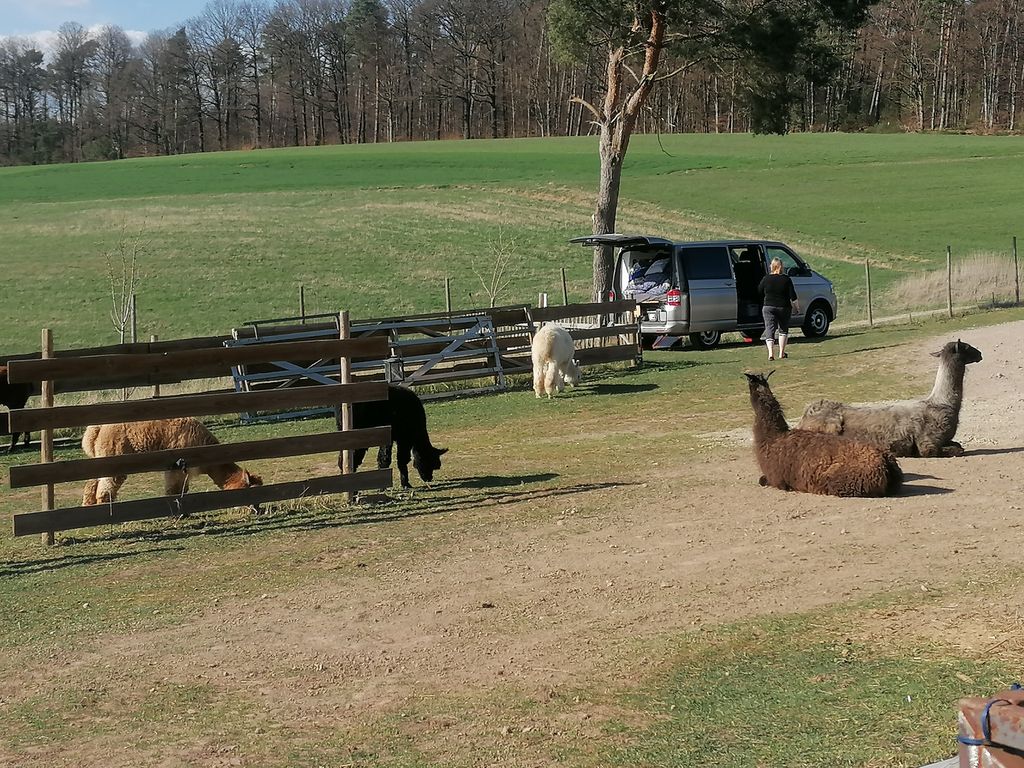 Camping près du pâturage des alpagas