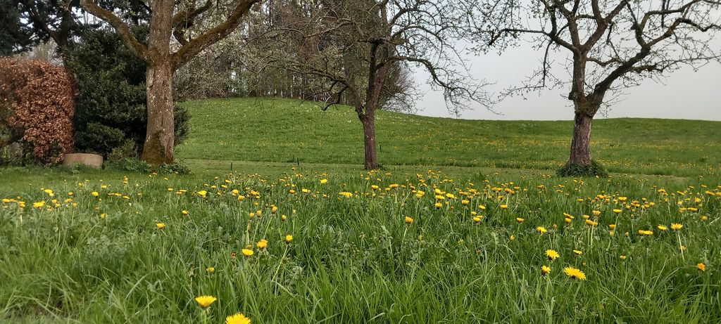 Secluded location on the orchard with forest & stream view
