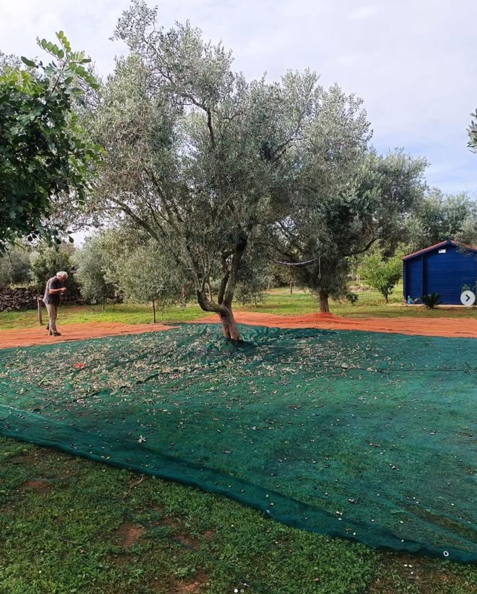 Auténtico refugio: naturaleza, olivos y relax