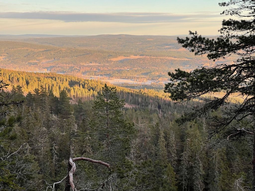 Idillio da sogno in mezzo alla foresta in Svezia