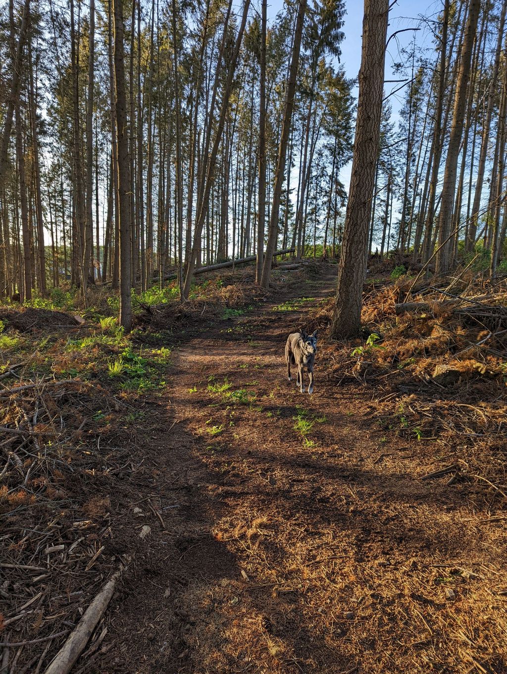 Pure forest bathing - camping in your own forest