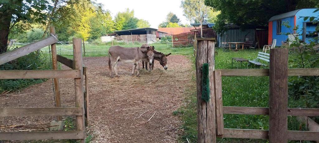 Roulotte da cantiere presso la stalla degli asini