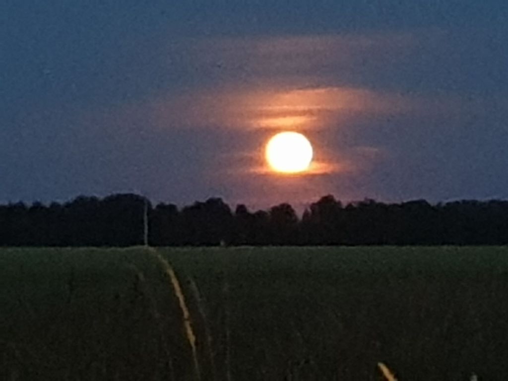 Uns Lütt Hoff - Camping mit Alpakas