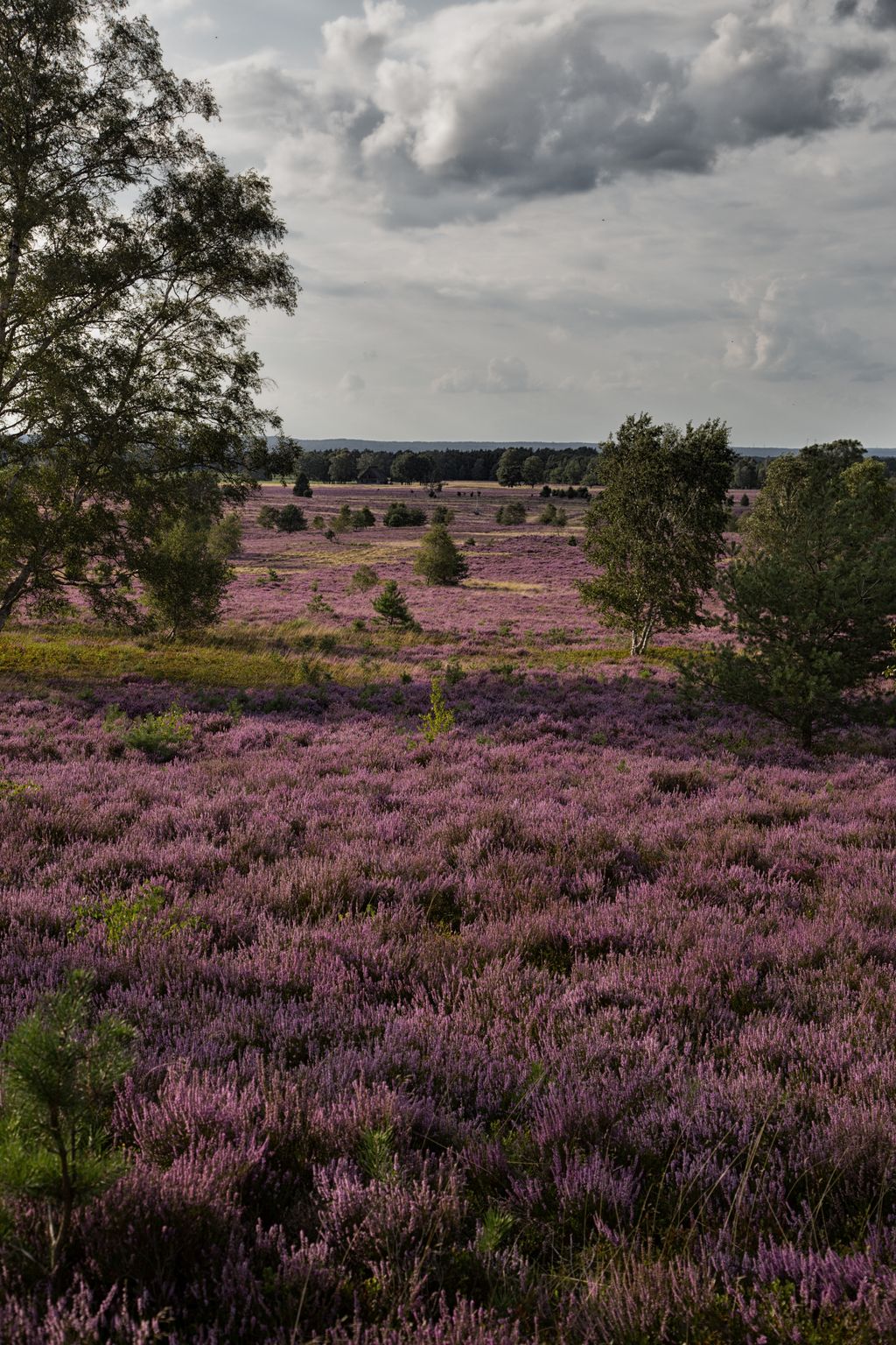 Pastos para caballos en la reserva natural de Lüneburg Heath
