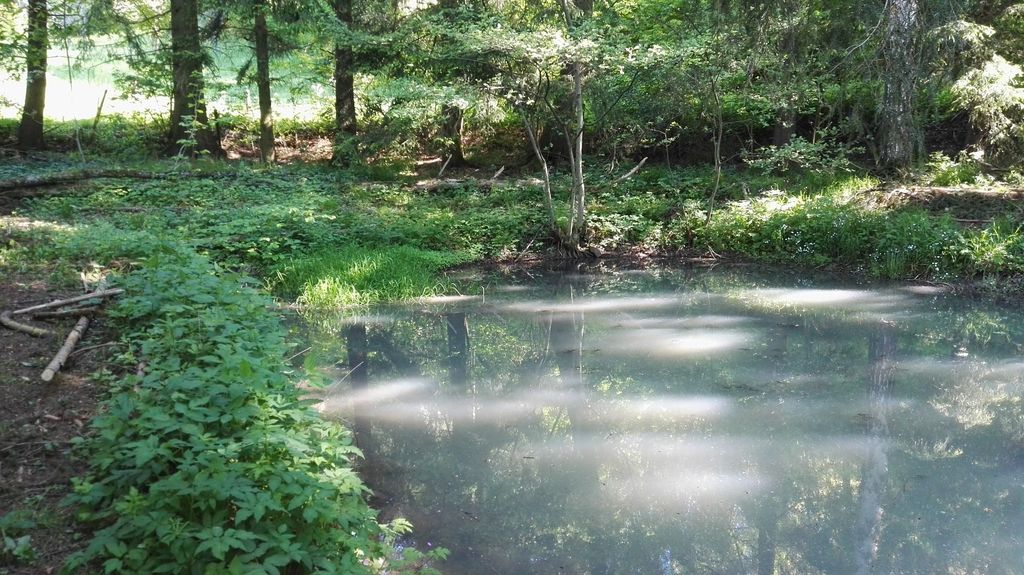 Primitive forest property with stream