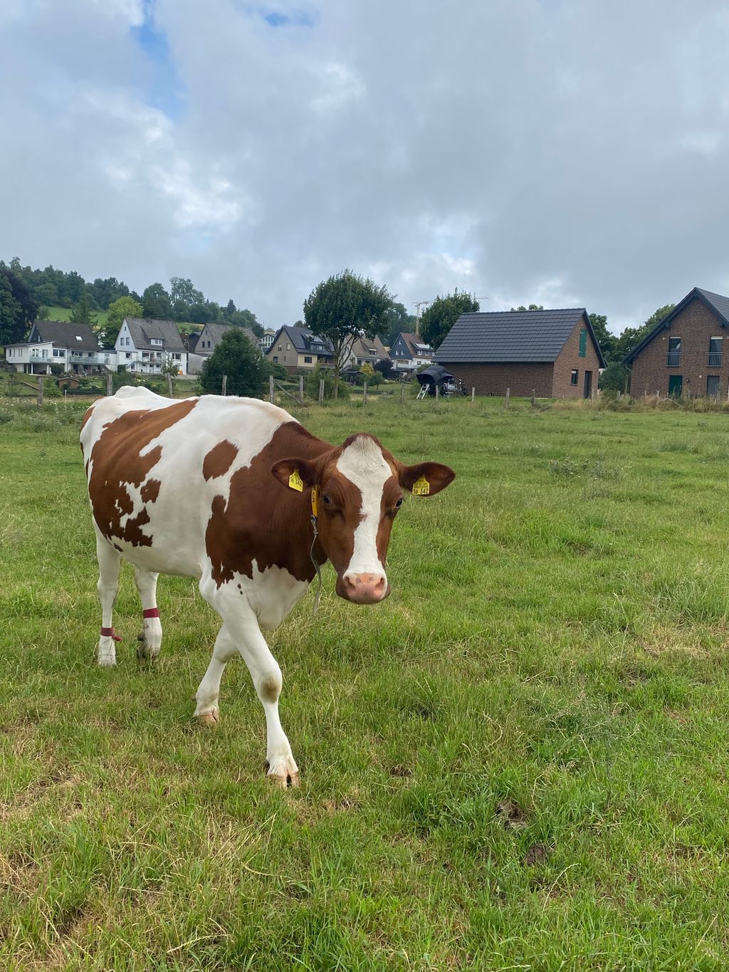 Godetevi la natura nel Sauerland