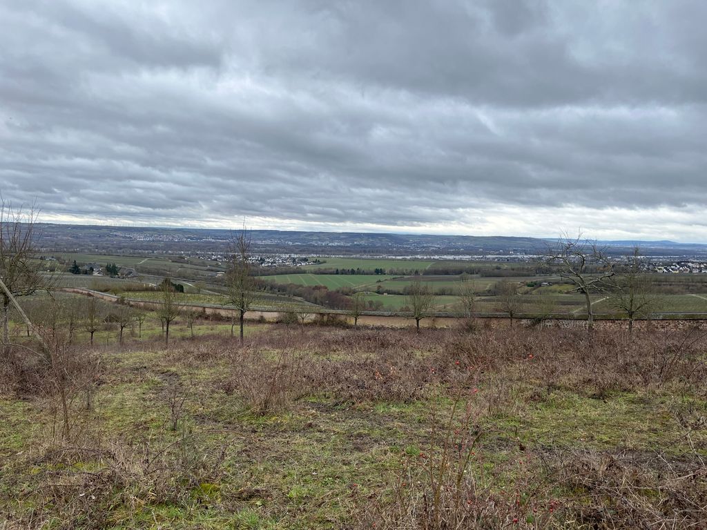 Steinberg Kuhweide in Rheingau