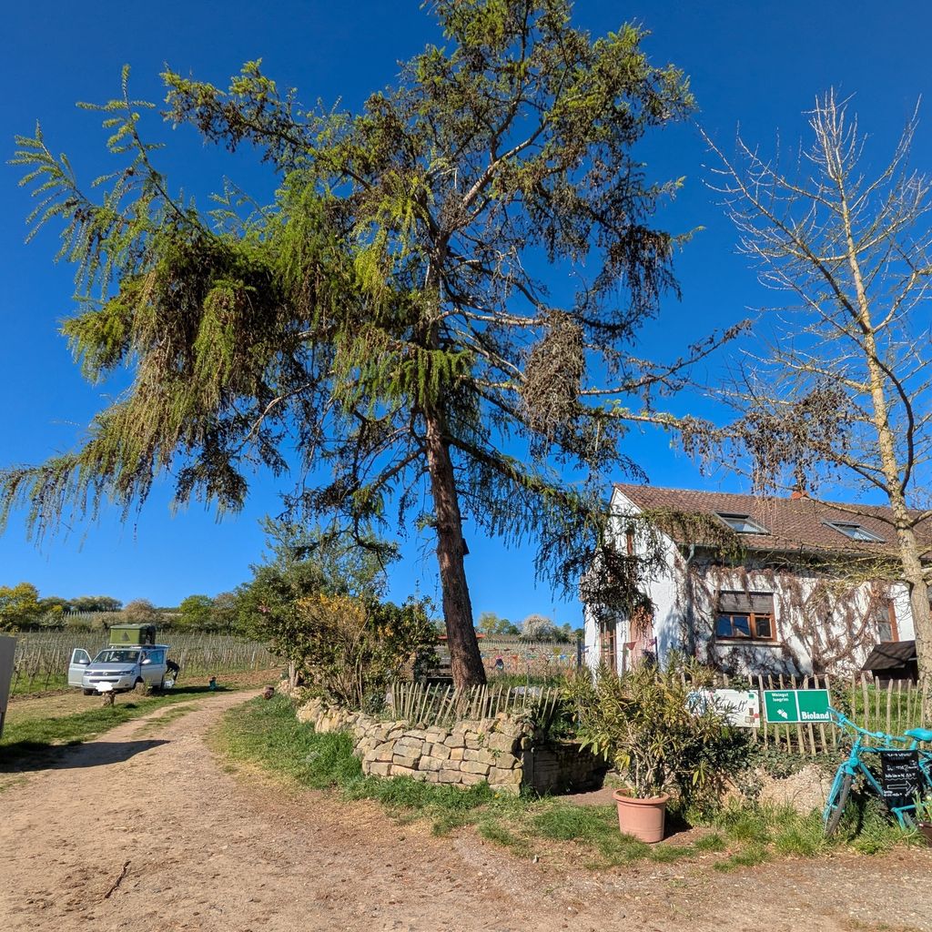 Bodega ecológica - Camping junto a los viñedos