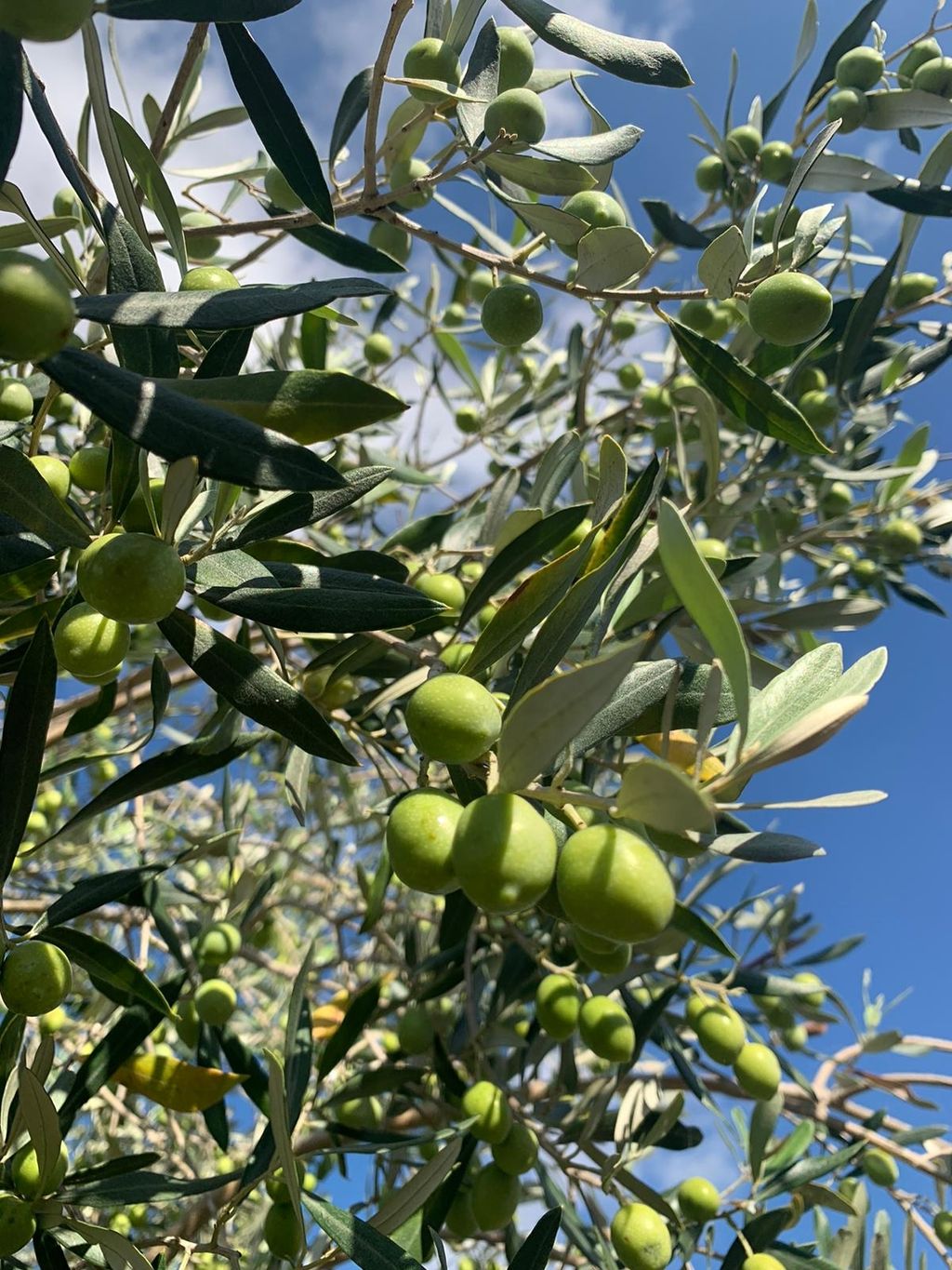 SecretSeeds Farm 🍅🥬🥕
