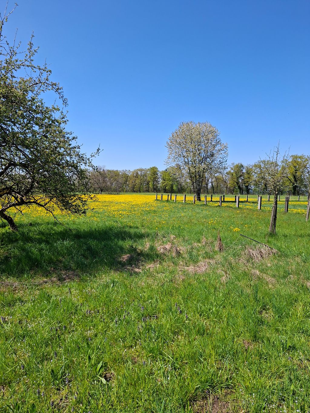 A solo 100 metros del lago Chiemsee: parcela en una granja