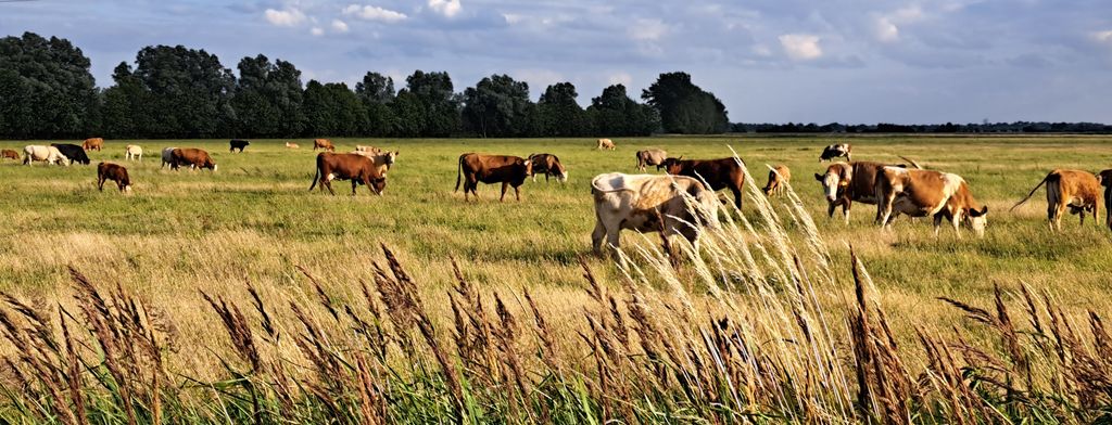 Camping in the pasture- view of a small village