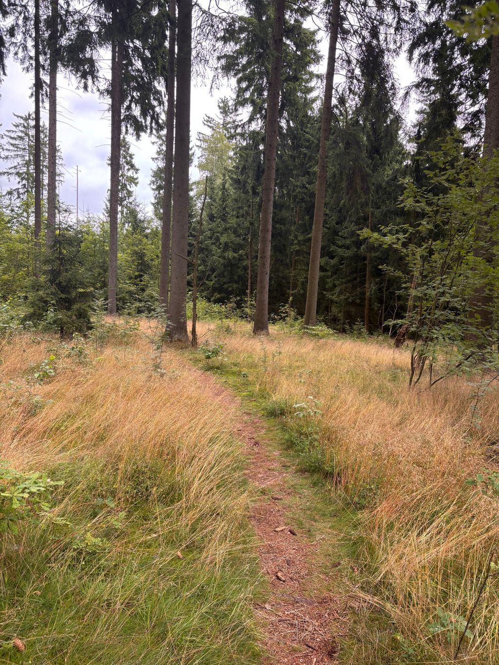 Pitch on the edge of the forest in a quiet residential area