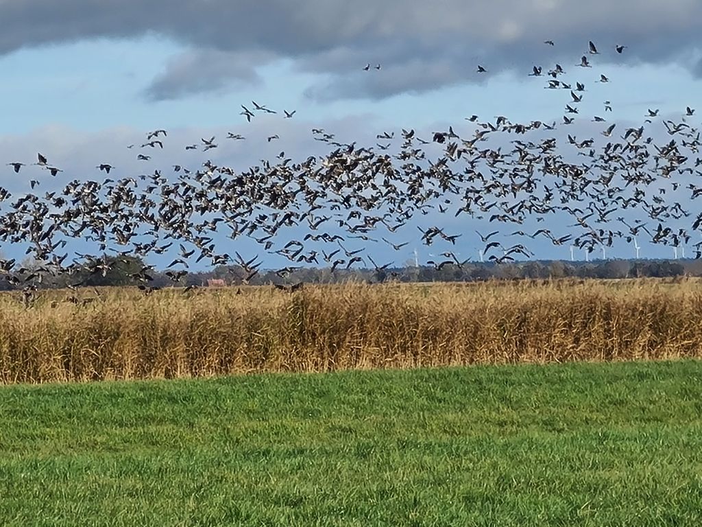 Emplacement à la ferme-Nature entre Elbe & Weser