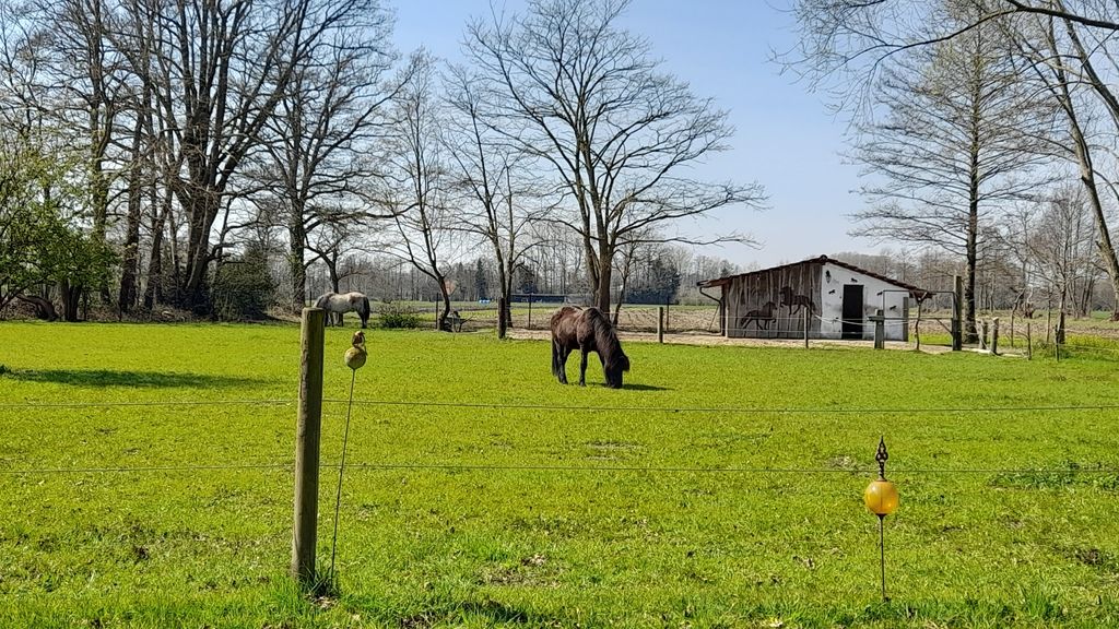 Camping under oak trees on the farm "Hofglück