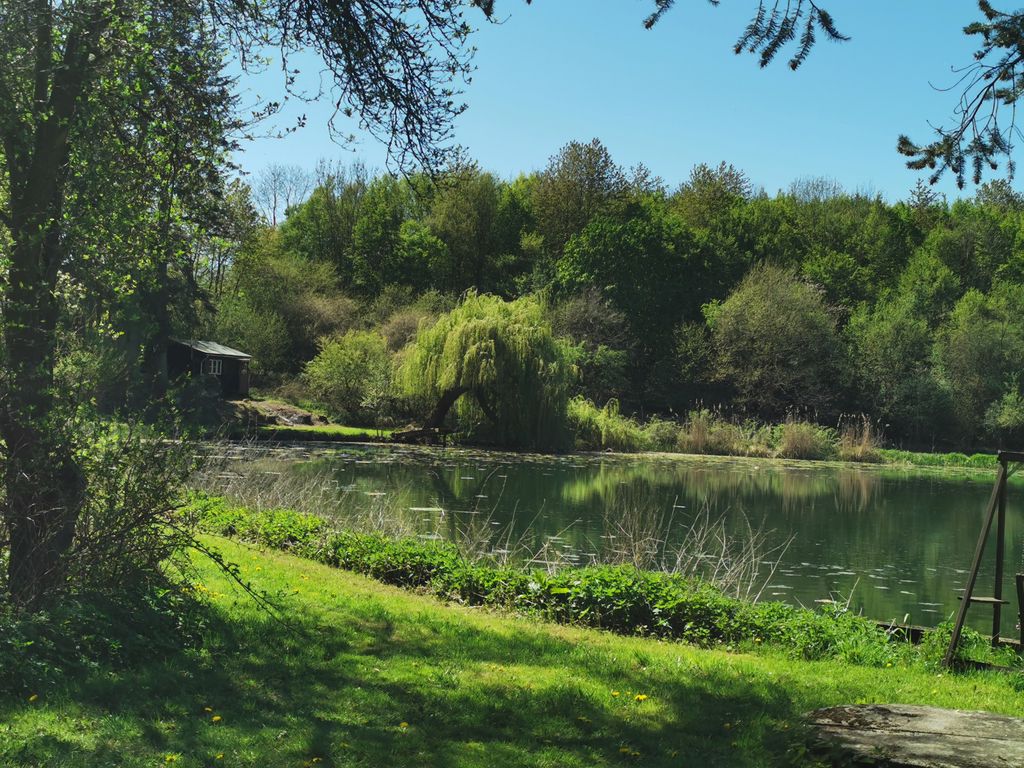 Natural paradise by the pond🌲🦔🐿️