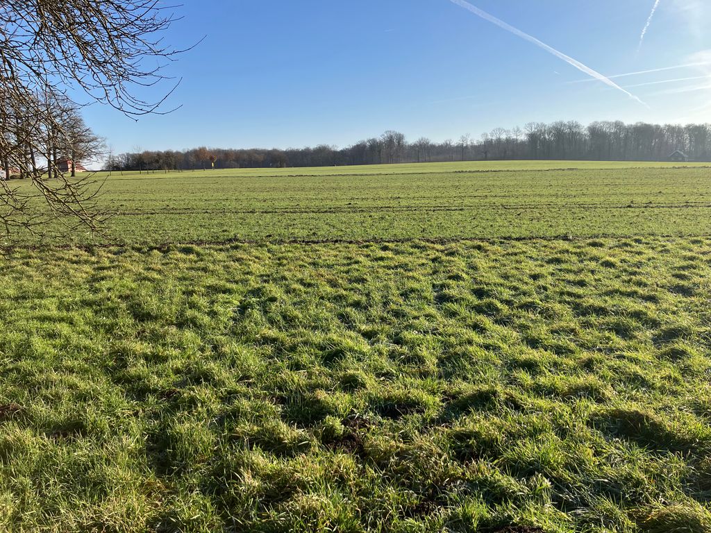 Tra i vecchi alberi da frutto nel prato