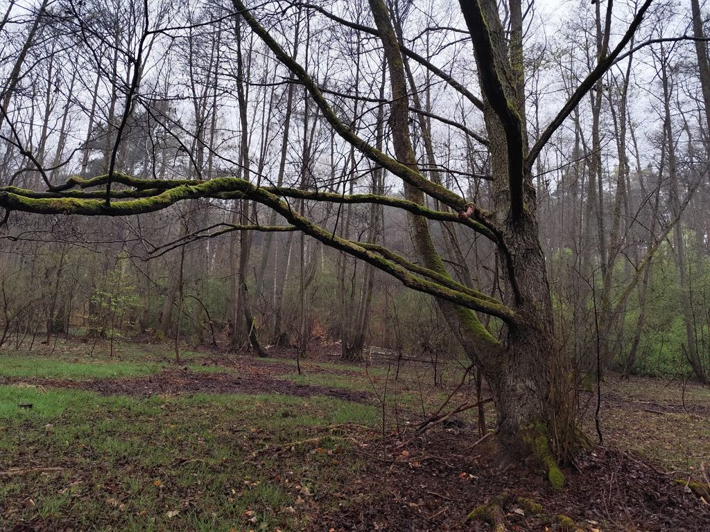Un idilliaco pernottamento nel bosco nei pressi di Potsdam