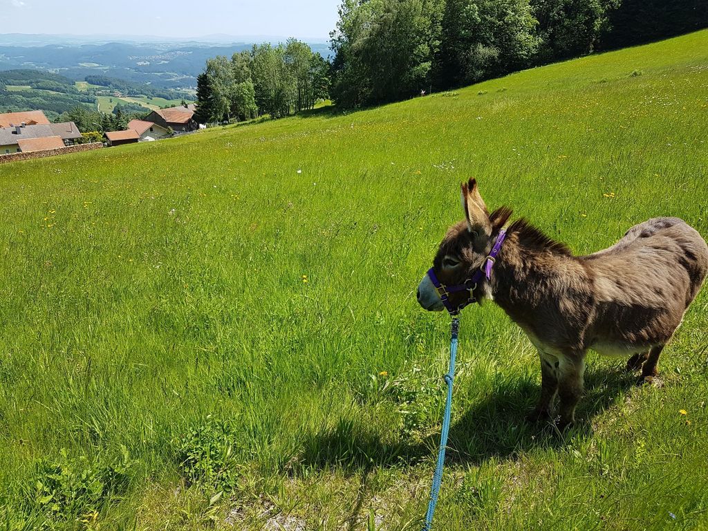 Tiny House dans une ferme de montagne bio avec des ânes